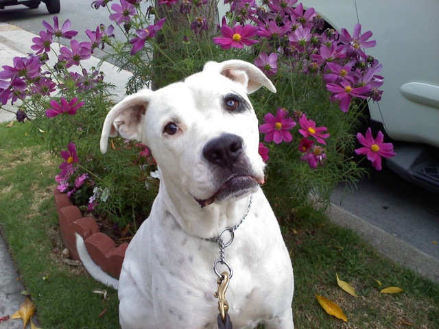 Casey: Hemangiosarcoma