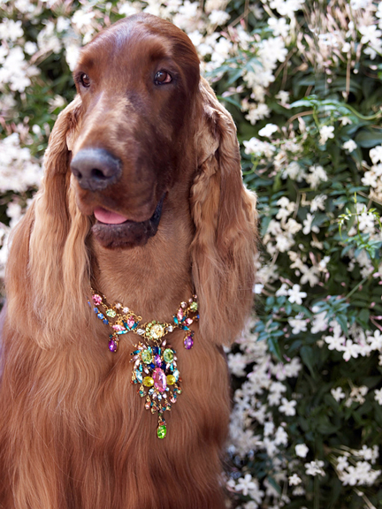 Liam, Irish Setter