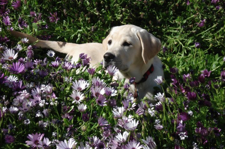 Makayla: Surviving Parvovirus
