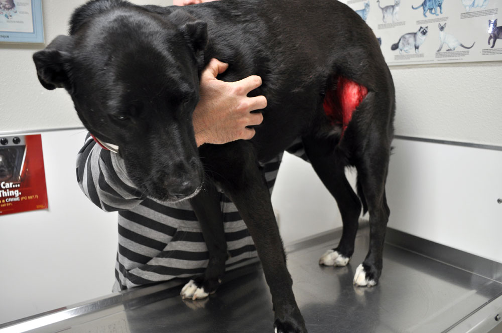 Roxi Emergency