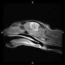 MRI of Silly Boy T1 sag +C - brain tumors in cats