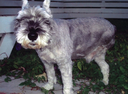 Graf Whiskers Von Knipper, III