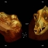 The History of Medical Imaging in Veterinary Medicine 