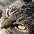 The Nose Knows: An Unexpected Case of Cryptococcus in a Domestic Shorthair Cat.