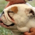 Brachycephalic Syndrome in Short-Nosed Dogs