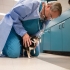 What it means to be a Veterinary Specialist or Board Certified in Veterinary Medicine.