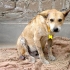 Help us continue to help the animals of Huanchaco, Peru.