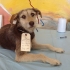 Thank You, From the Animals of Huanchaco, Caty, and ASG