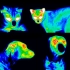 The Wonderful, Colorful World of Veterinary Thermography.