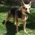 Update on Canine Degenerative Myelopathy