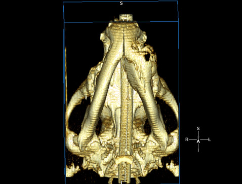 A 3D Canine Lower Jaw Mandible Tumor Diagram