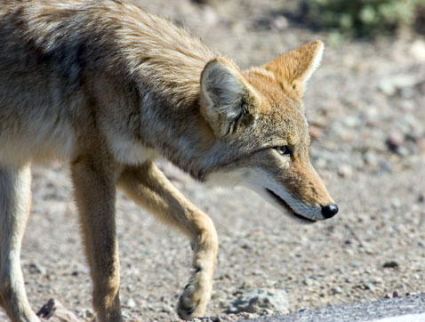 Coyote Attacks in California