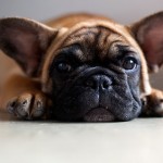 Splenic Torsion in a French Bulldog