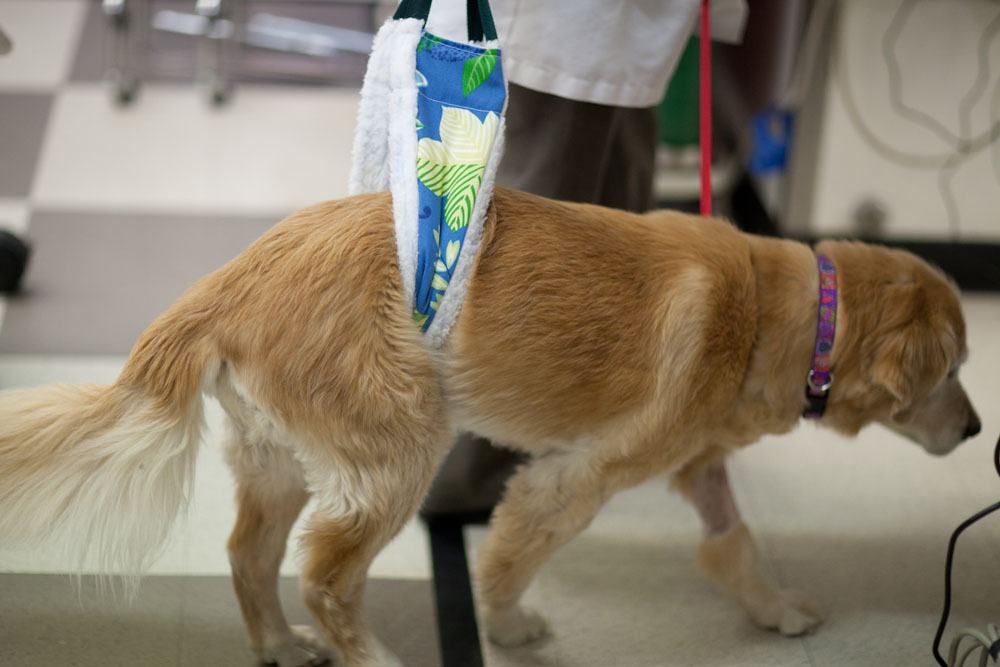Diferences of Dog Arthritis & spinal disorders