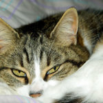Aspergillosis: Infection Causing Pyelonephritis And Ureteritis In A Cat