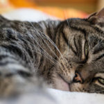 Bacterial Osteomyelitis: Domestic Shorthair