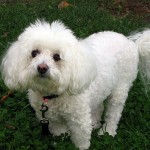 Bichon Frise