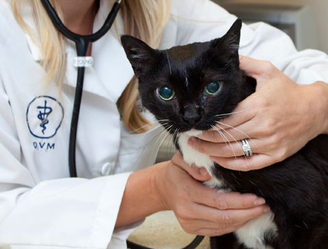 Cancer is the leading cause of death in older dogs and cats.