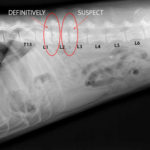 ASG Canine Diskospondylitis