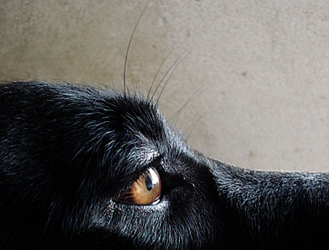 Canine Epilepsy Labrador