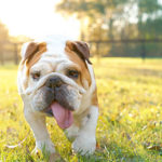 PetED: Canine Heat Stroke