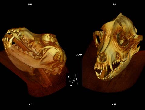 Dog CT Scan