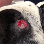Canine Leproid Granuloma