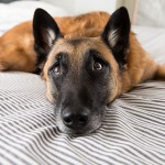 Canine Lymphoma