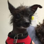 Canine Rectal Lymphoma