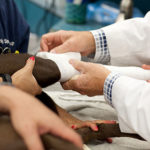 Canine Ruptured Cranial Cruciate Ligament