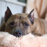 Chronic Osteomyelitis: PitBull