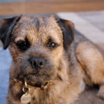 Distal Renal Tubular Acidosis: Border Terrier