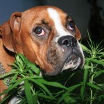 Marijuana Toxicity in Dogs