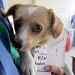 Dogs of Huanchaco: Gracia