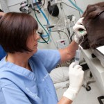 Canine Immune Mediated Encephalitis: Dr. Sullivan performs a Spinal Tap