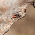 Ehrlichiosis (Tick Fever)