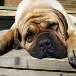 English Mastiff: Capital Physeal Fracture