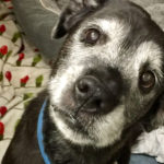 Facial Parlayisis in Dogs