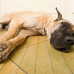 Great Dane: Acute Transfusion Reaction