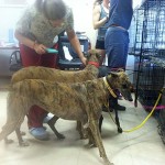 Greyhounds-2015-04