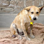 Help the animals of Huanchaco, Peru.