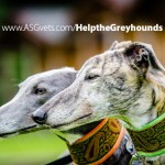 Help the Greyhounds