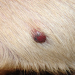 Hemangiosarcoma in Dogs