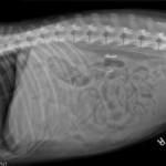 X-Ray: Canine Hemangiosarcoma (Sideview)
