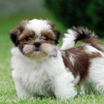 Hepatic Encephalopathy: Shih Tzu Mix