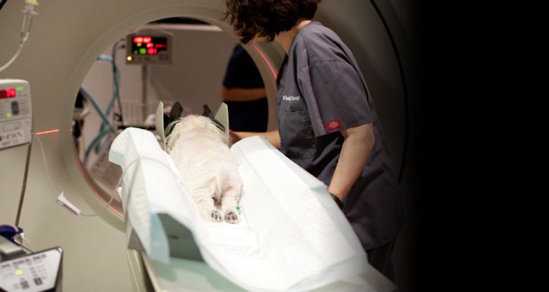 Veterinary Oncology