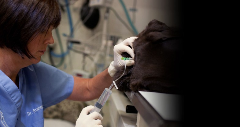 Veterinary Neurology + Neurosurgery
