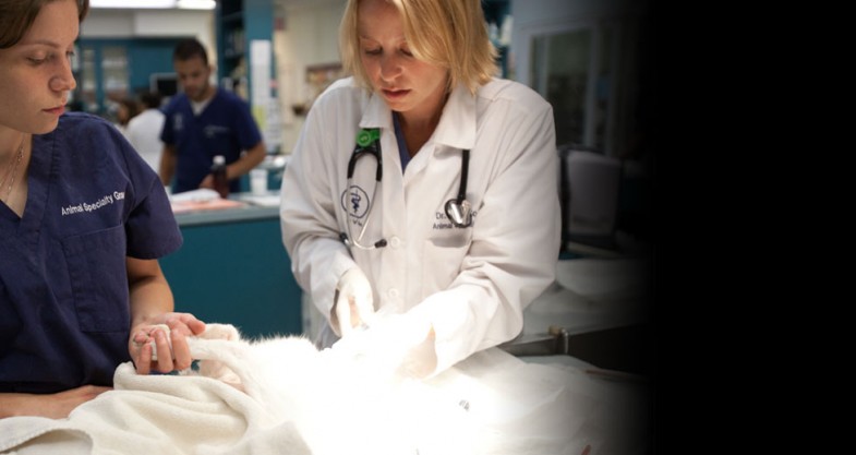 Veterinary Emergency + Critical Care