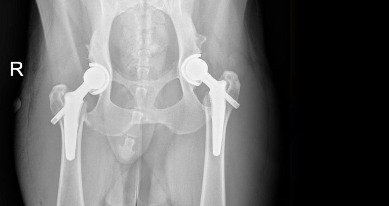 Canine Hip Replacement
