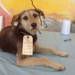 The Dogs of Huanchaco-0927